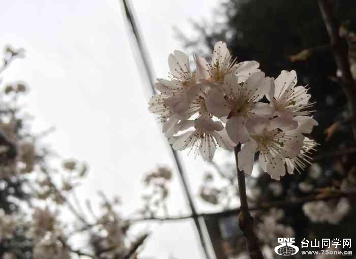 8db8596eb22648ee91da3ea242672086_700_0_max_jpeg_30.jpg