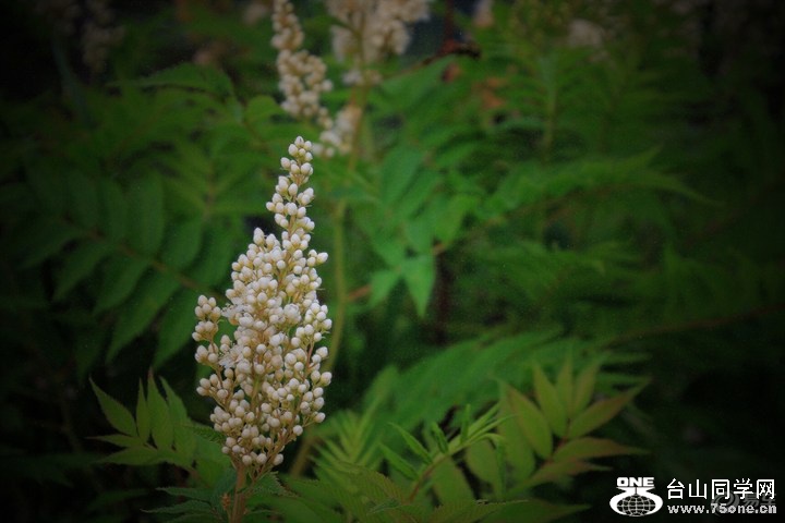 8a4c2c5383364960a4540893263c49fd_720_0_max_JPG.jpg