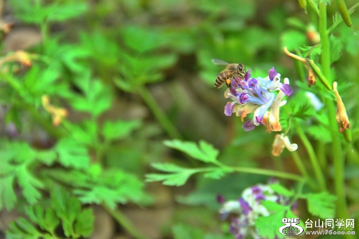 6b276323cf71470c9049a47d5616b016_720_0_max_JPG.jpg