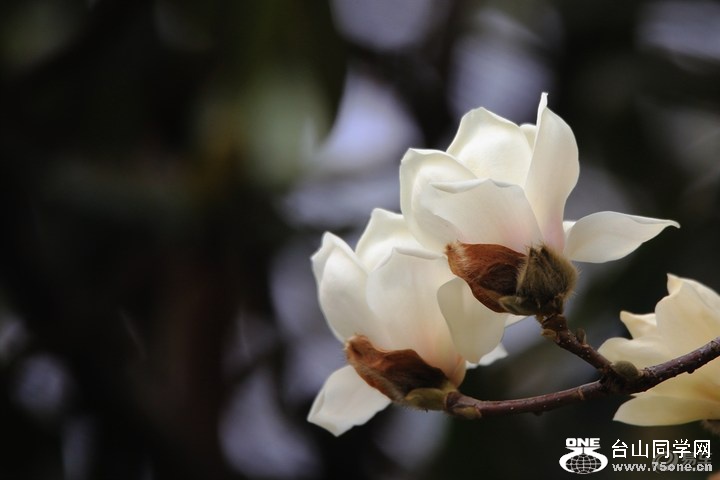 6ab0926b8fba47d1b9d7f02708744b03_720_0_max_JPG.jpg