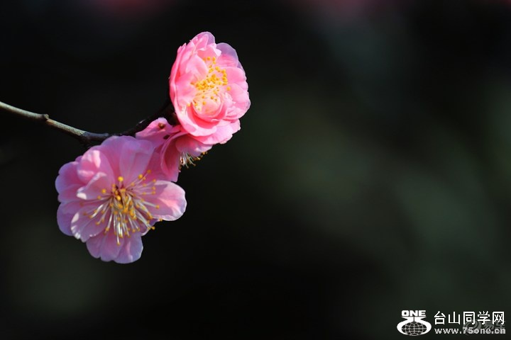 5a9209879d5846e58f1e5ca91e27df62_720_0_max_JPG.jpg
