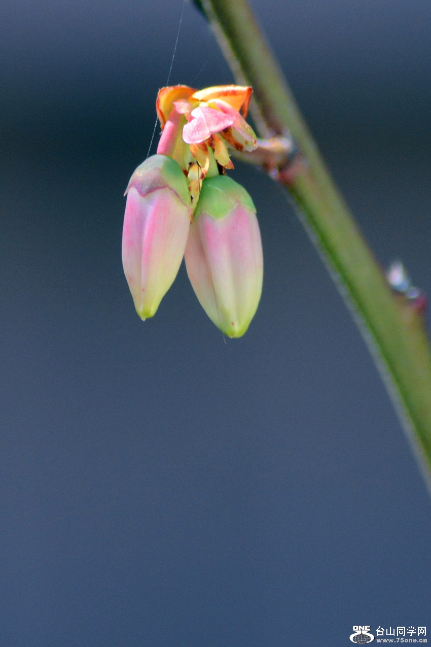 DSC_4683_42.jpg