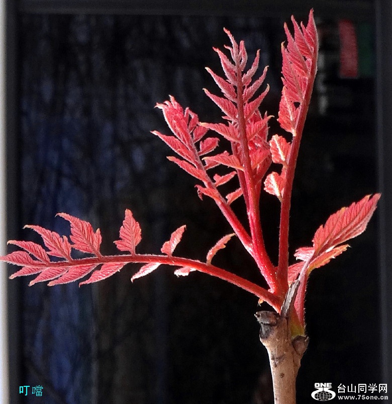 DSC02170aa_1.jpg