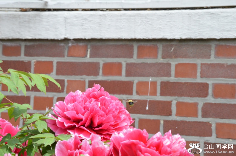 DSC_0080.jpg