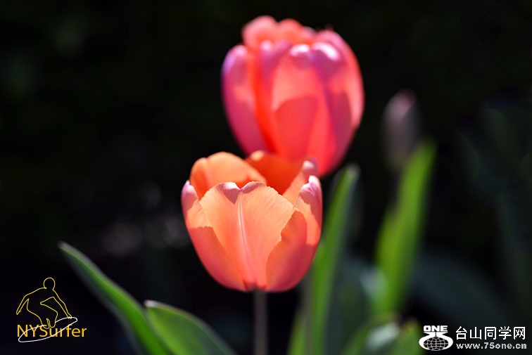 DSC_41879.jpg