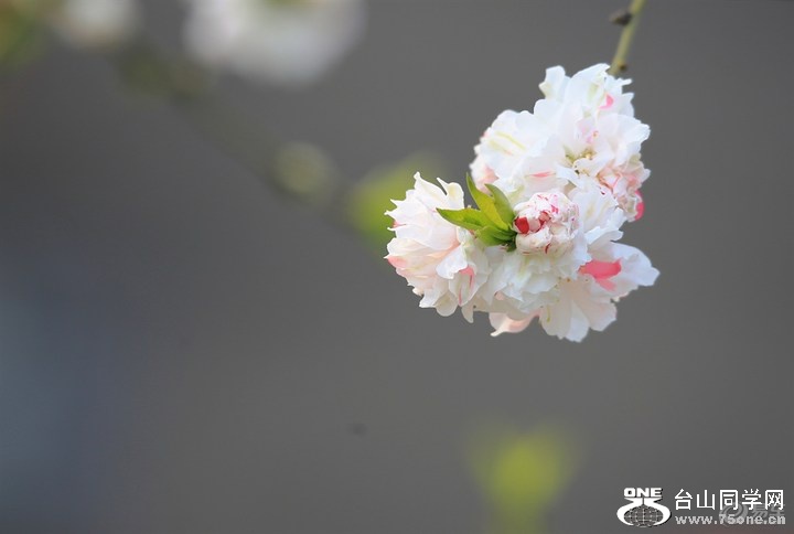 d7506293e06b48d3b2ab738379637563_720_0_max_JPG.jpg