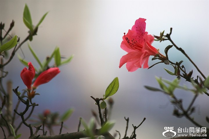 b719bcdeff7a4dcdb5fc10afb32ef53a_720_0_max_JPG.jpg