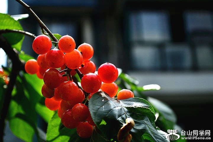 ea10b7f644ef404086ff321433b589f1_720_0_max_jpg.jpg