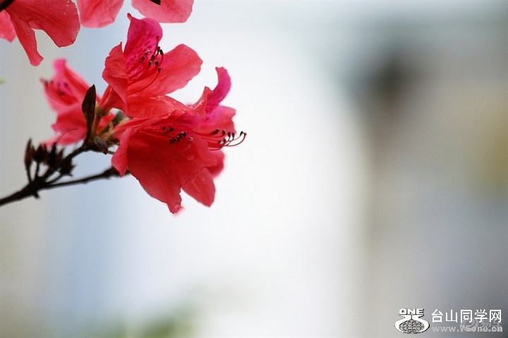 8b74224b29064874a66713ad5e441fb7_720_0_max_JPG.jpg