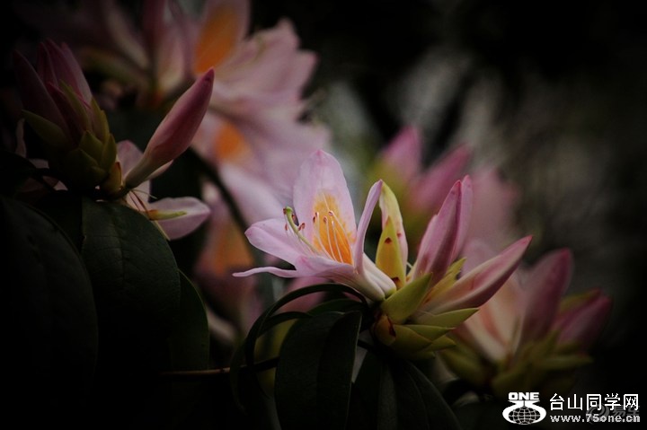 5ad21ab6c21443a6a89123a97d758754_720_0_max_JPG.jpg