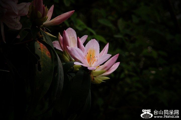 a83a744ae65948209f0cb1462ec99f8c_720_0_max_JPG.jpg