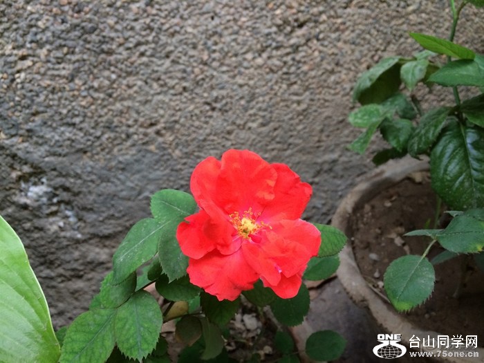 8b7f1516d56543e69d6935d6802a3240_700_0_max_jpeg.jpg