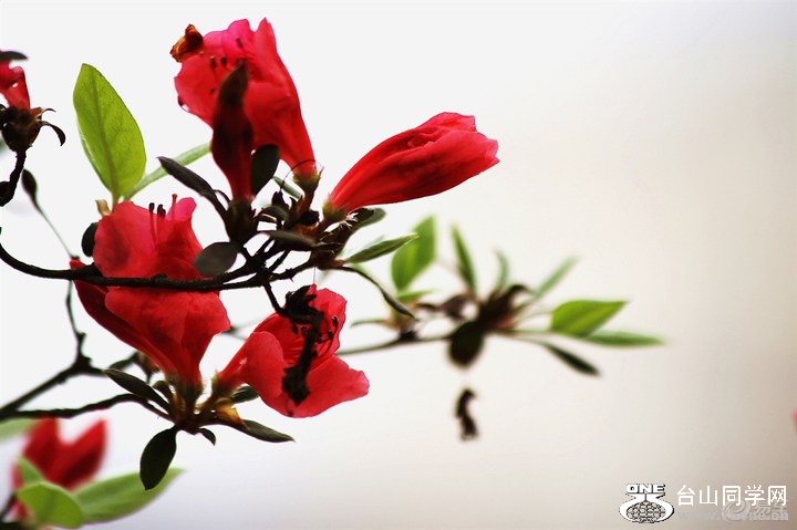 106ff199b0624fdfab0832a66799c3d9_720_0_max_JPG.jpg