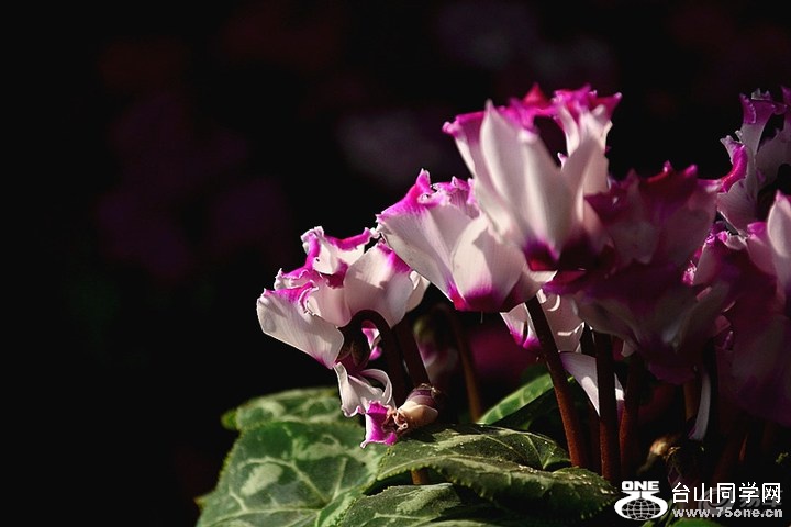 a765da33874a4c1f8265fb83d68f126b_720_0_max_jpg.jpg