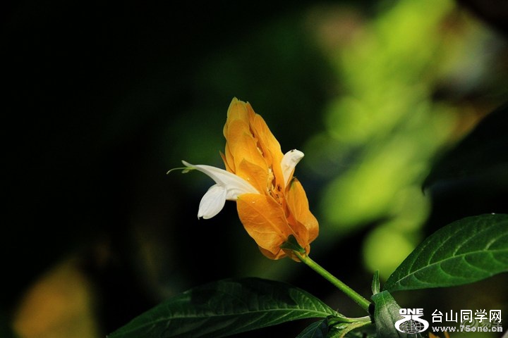 b8f18a05220c44e680e8dbd9a9f3ae20_720_0_max_JPG.jpg