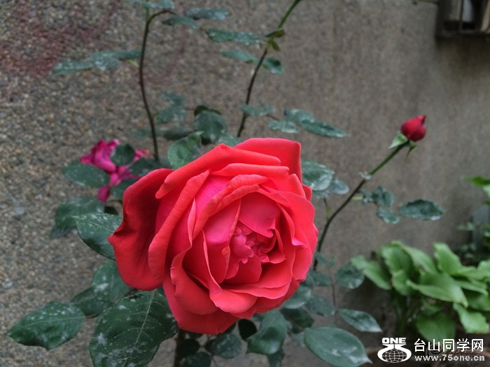 65cbcbcfbbdd45fcb8871a22e0eff2f5_700_0_max_jpeg.jpg