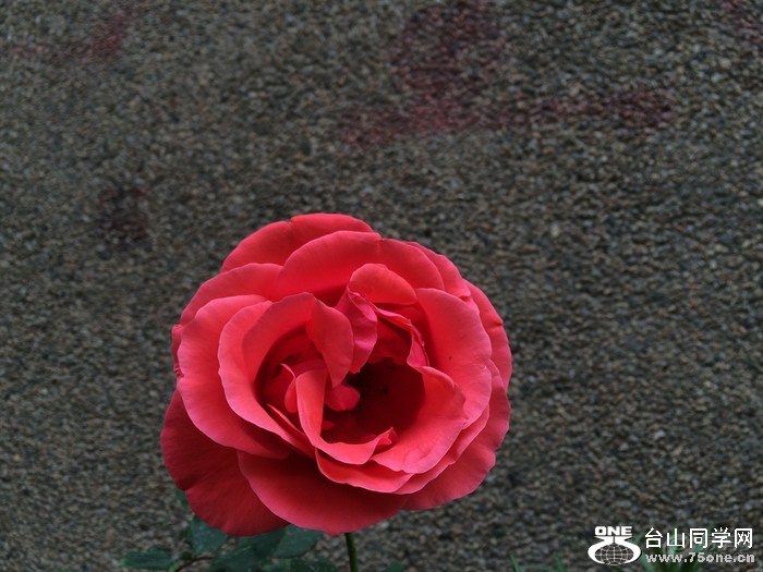 e3bdb8a3beb5434189a44cce97e50dda_700_0_max_jpeg.jpg