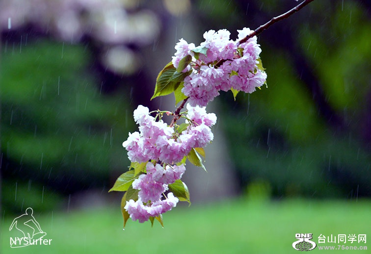 DSC_51924.jpg