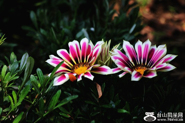 d49861aaeadf468287a1f5e7788a96c8_720_0_max_JPG.jpg
