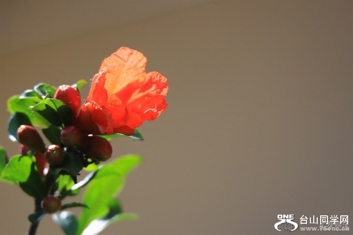 55efcf04b423496787b186918137d3d7_720_0_max_JPG.jpg