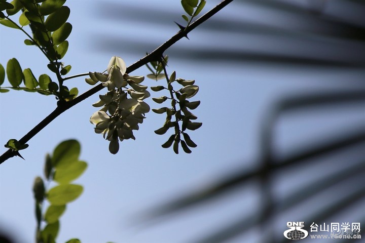 03ab69315b534c47bd2ee1571407d1f2_720_0_max_JPG.jpg