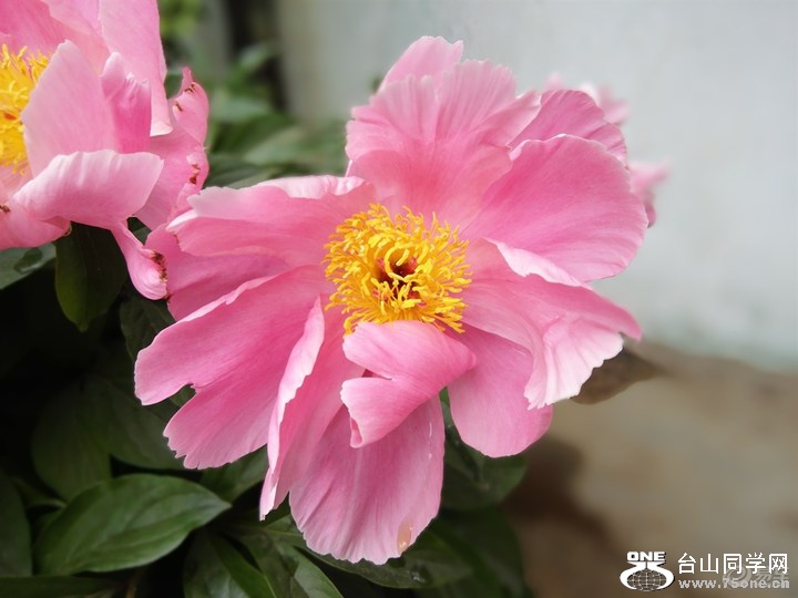 2b19a72da8054f718c62f9b6f9d51567_720_0_max_jpg.jpg