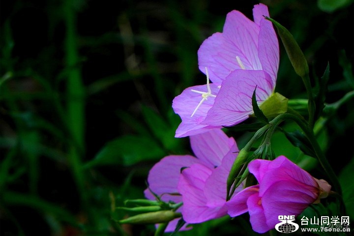 fa4ea91337f545cda3dab061555194fe_720_0_max_JPG.jpg