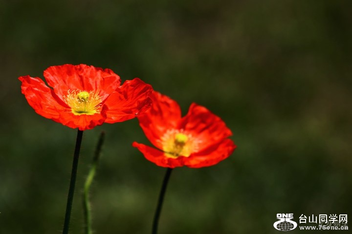 ffd089922bd247678dfc8bb81ea2e5eb_720_0_max_JPG.jpg