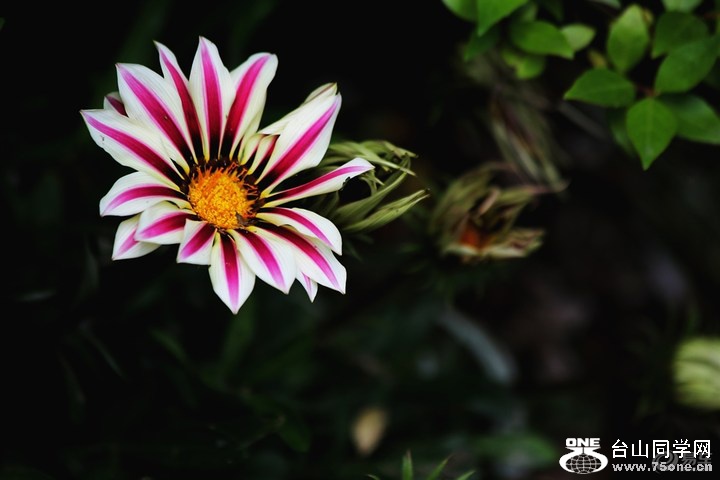 b04bdeb32ded4cd0b8fbe5b400aba0f7_720_0_max_JPG.jpg
