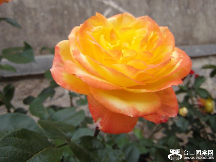 c2f4115cffb34f9aae5da516e6b1e9bc_720_0_max_jpg.jpg