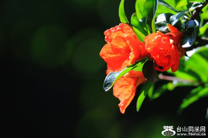 4c6d04ee176841668919e15cd49407b0_720_0_max_JPG.jpg