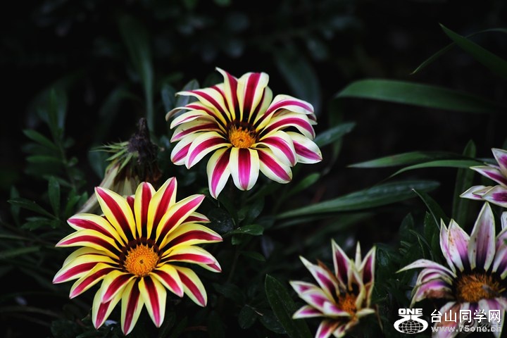 bd9e0a57b30d426c85c5f5c54af970a7_720_0_max_JPG.jpg