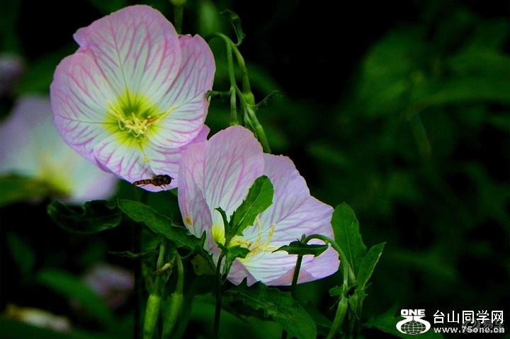 5dfc683bdf7c404f88be3973f5c6089d_720_0_max_JPG.jpg