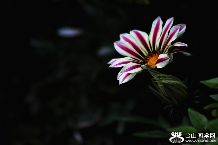65bca9f02b974cc9b3495cf893281701_720_0_max_JPG.jpg