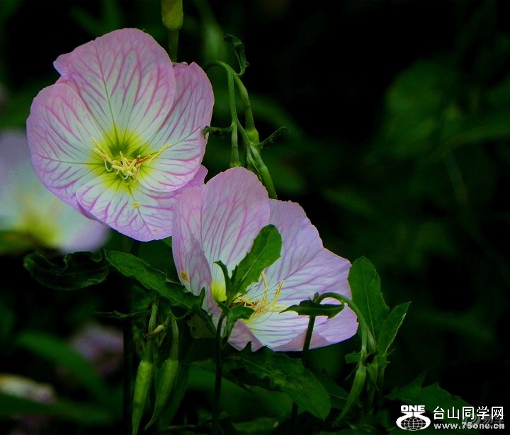 1c53c2aed92549b68b49119fb0c35be7_720_0_max_JPG.jpg
