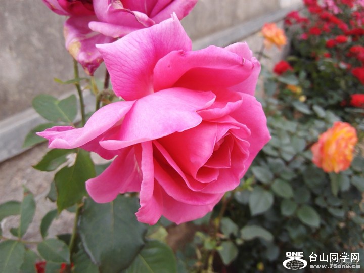 a9bbb86ca59342d4ad6d36c2c0f464f0_720_0_max_jpg.jpg