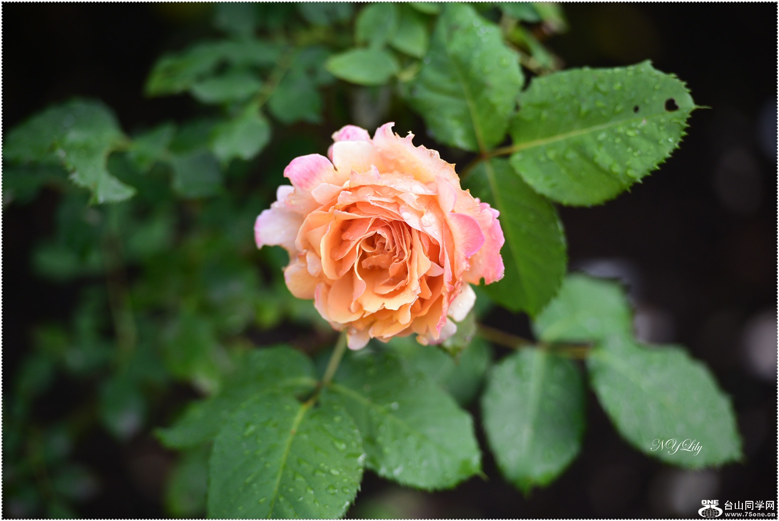 DSC_6024.jpg