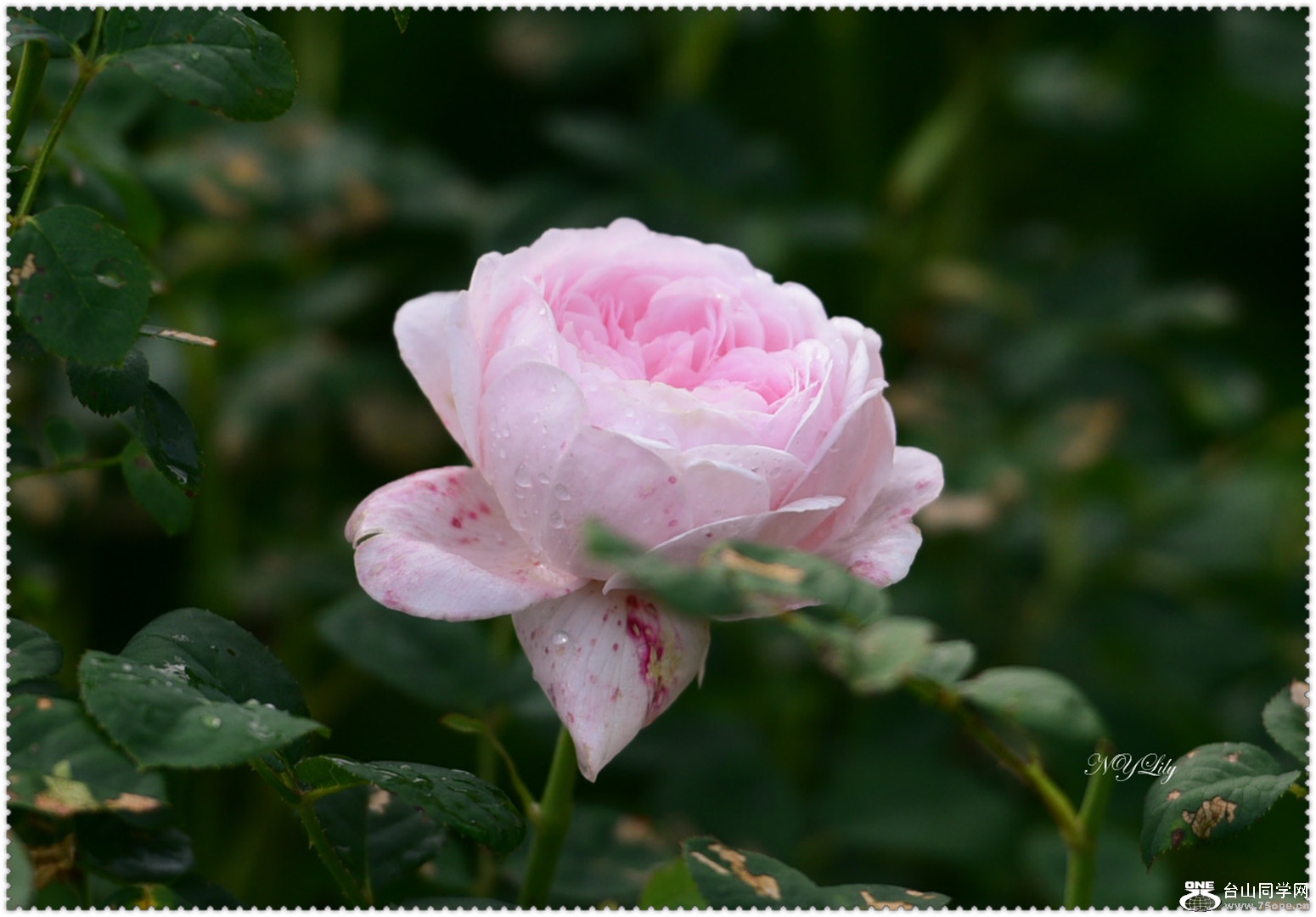 DSC_0010.jpg