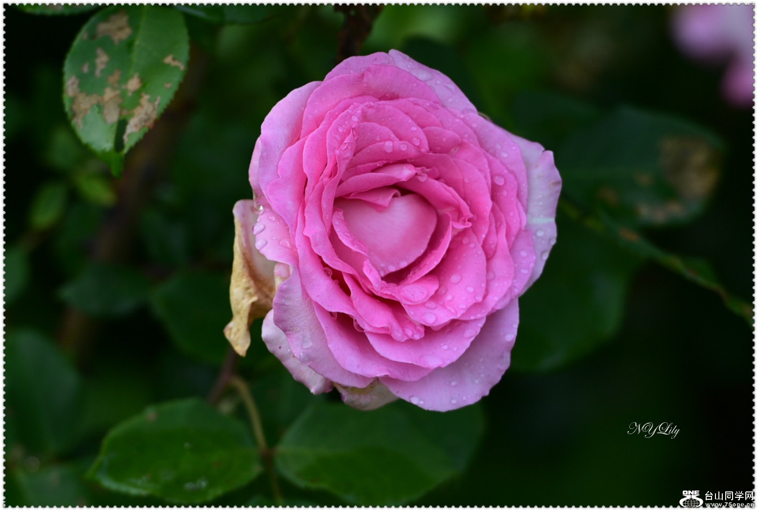 DSC_6058.jpg