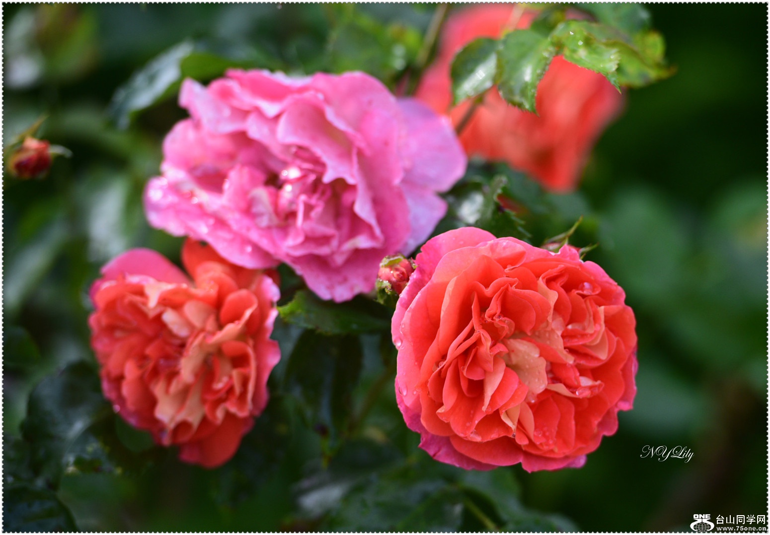 DSC_6036.jpg