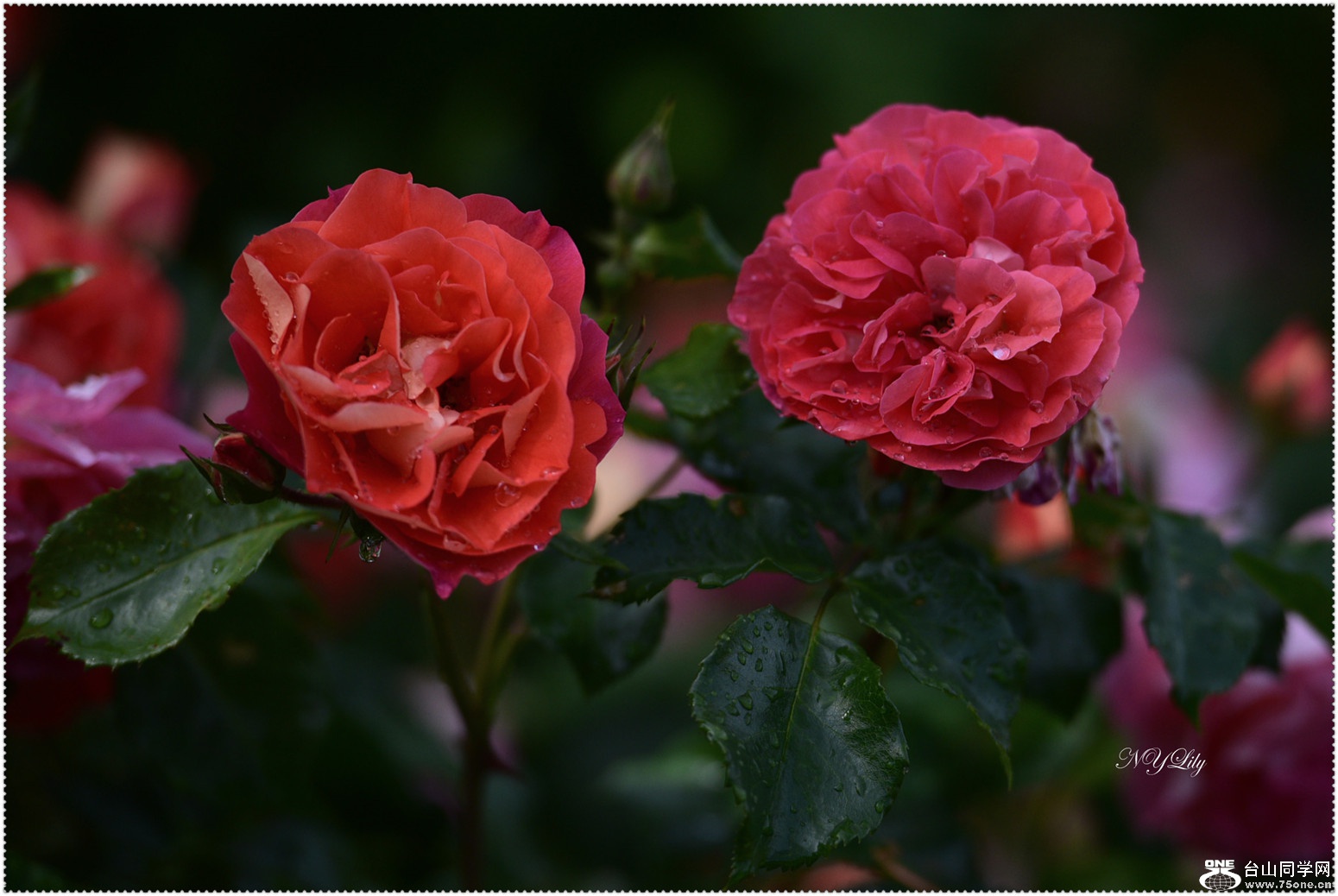 DSC_0029.jpg