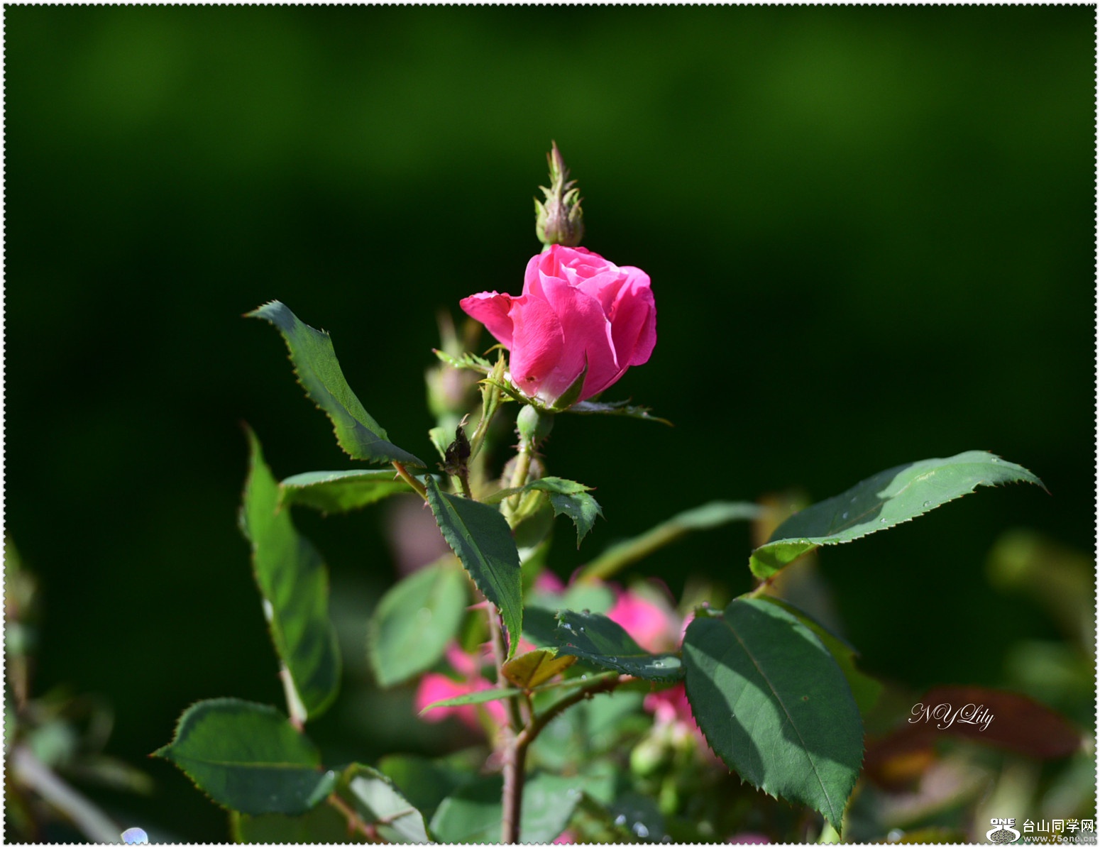 DSC_6045.jpg