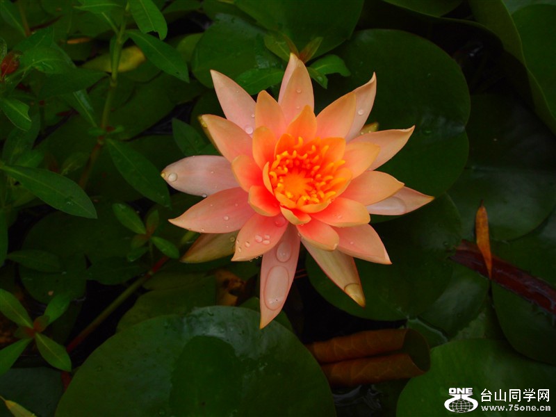 DSC_2443.jpg
