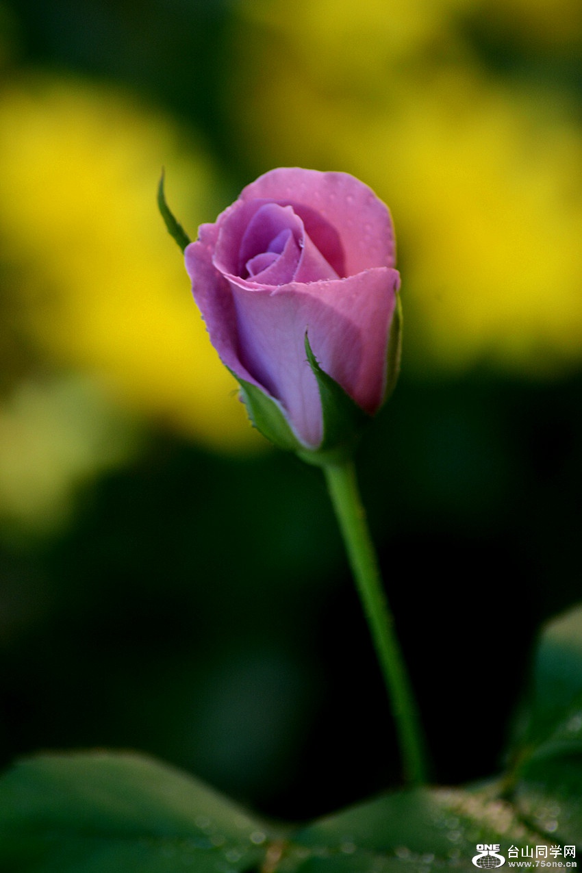 DSC_8724_35.jpg