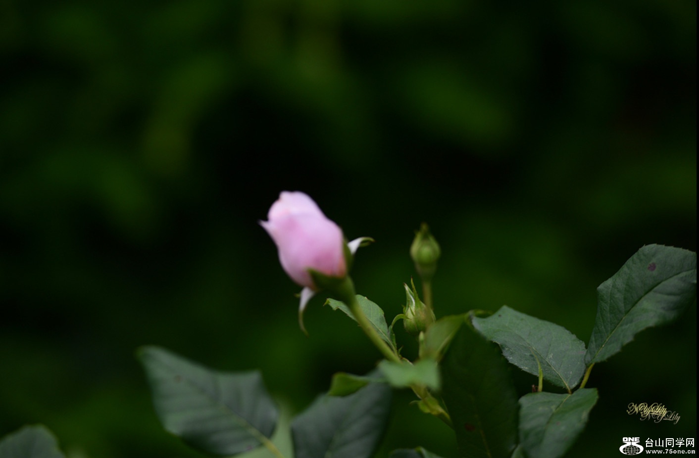 DSC_7243.JPG