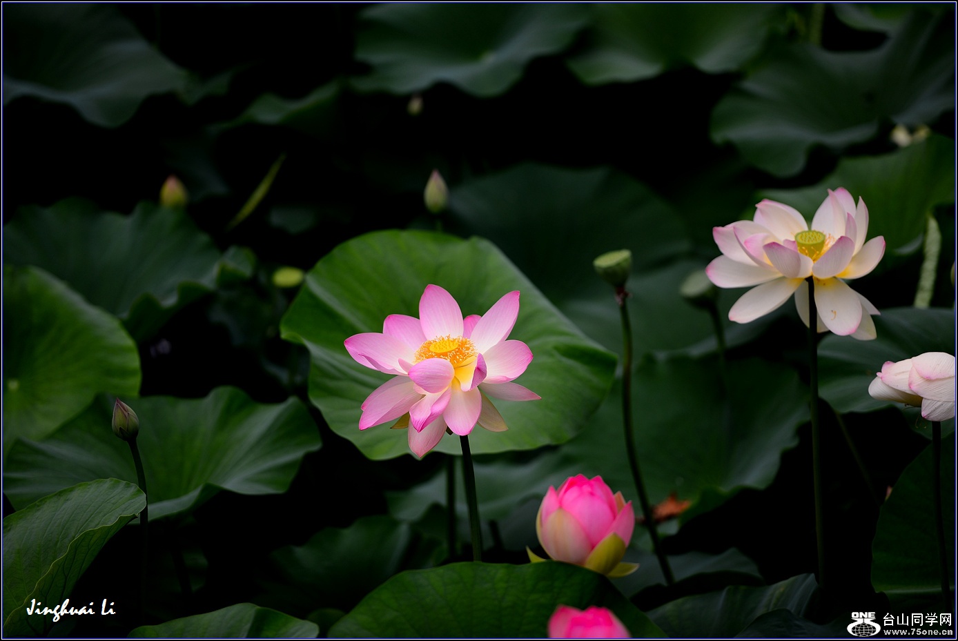 DSC_9936.jpg