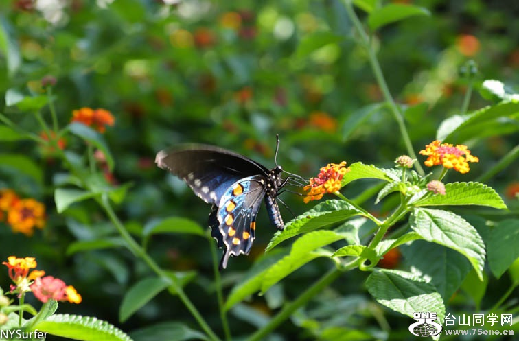 DSC_7566.jpg