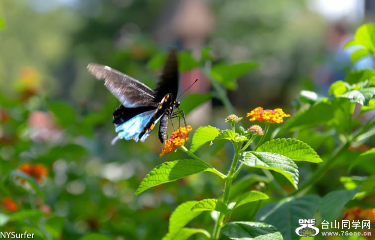 DSC_7568.jpg