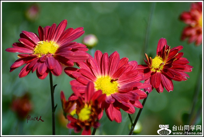 DSC_0906_.jpg