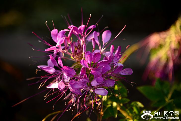 DSC_5300__.jpg
